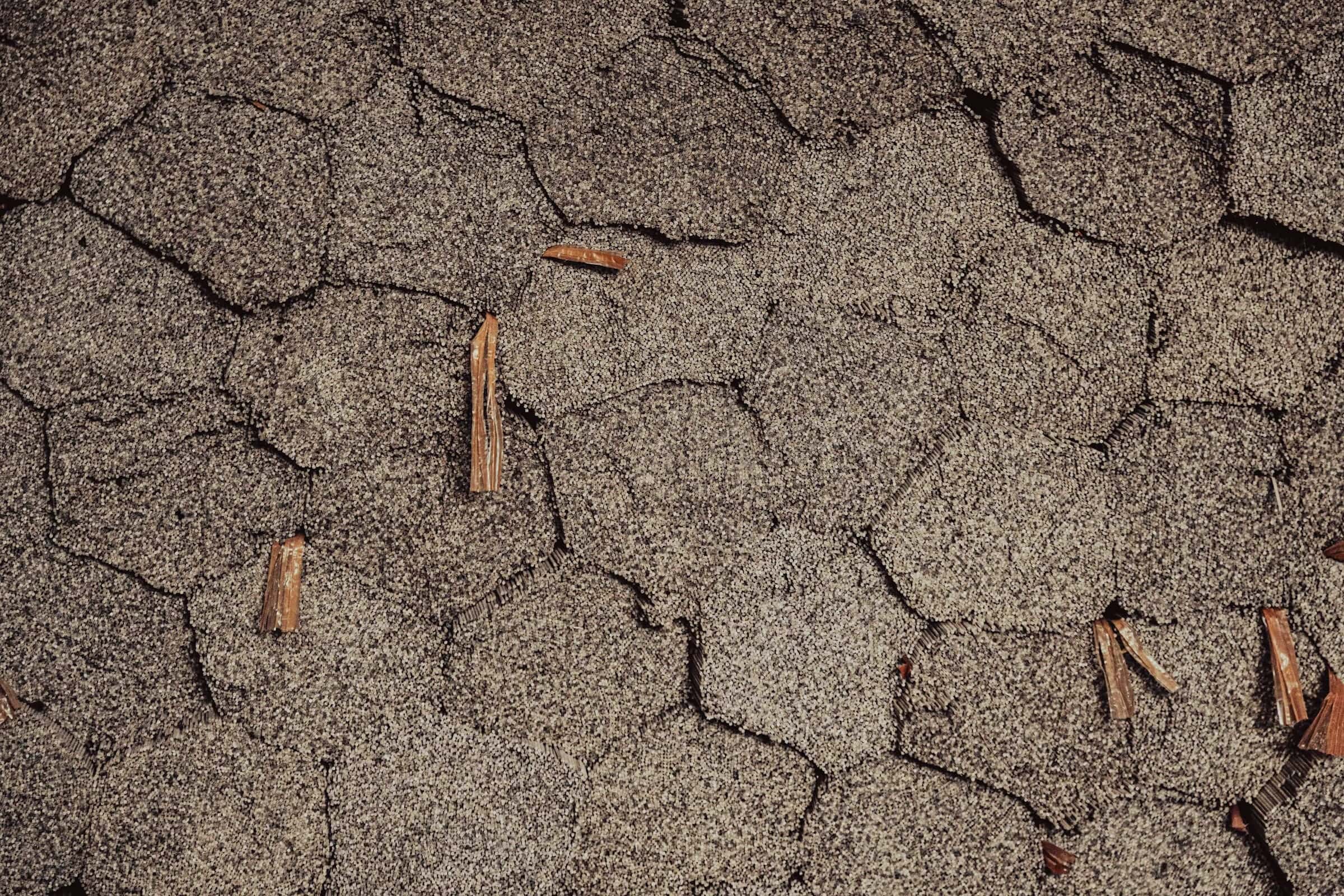 Close-up of cracked, granule-worn asphalt shingles